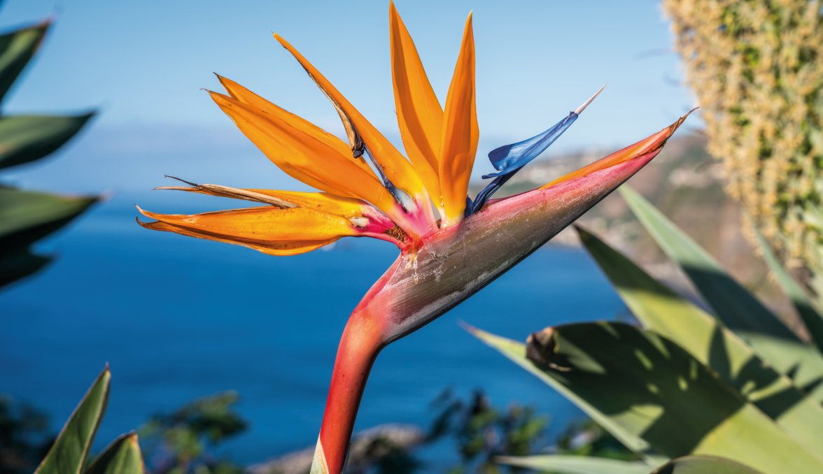 Strelitzien - Paradiesvogel-Blume &copy; Andreas Mariotti-fotolia.com