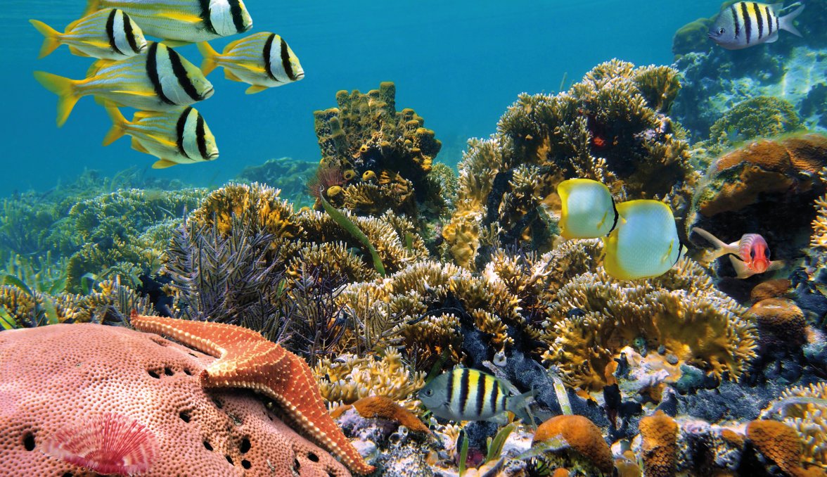Unterwasserwelt der Seychellen &copy; vilainecrevette-fotolia.com