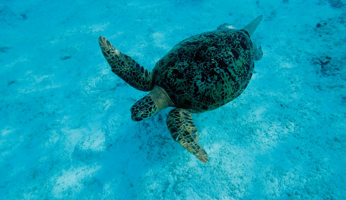 TORTUE VERTE