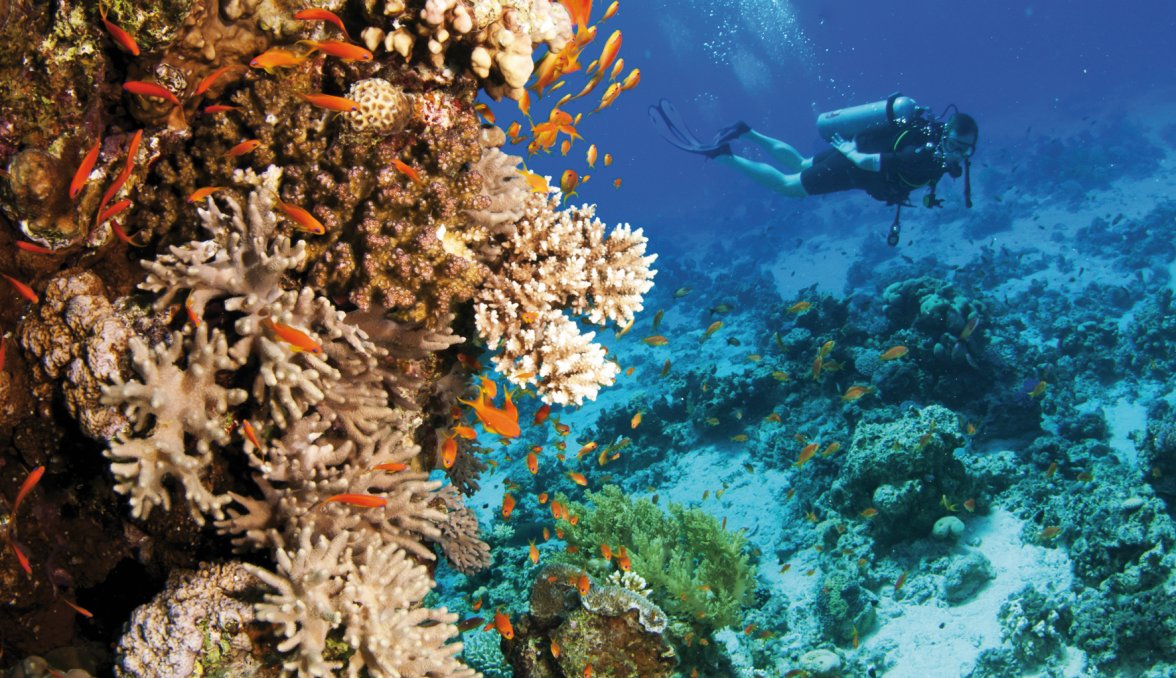 Tauchen auf den Seychellen &copy; JonMilnes-fotolia.com