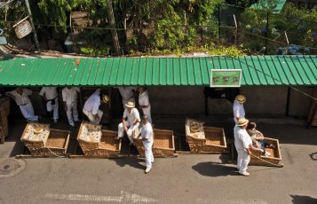 Korbschlitten in der Altstadt, Madeira &copy; pixabay.com/millefinke
