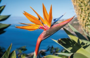 Strelitzien - Paradiesvogel-Blume &copy; Andreas Mariotti-fotolia.com