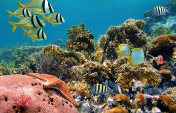 Unterwasserwelt der Seychellen &copy; vilainecrevette-fotolia.com