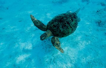TORTUE VERTE