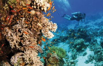 Tauchen auf den Seychellen &copy; JonMilnes-fotolia.com